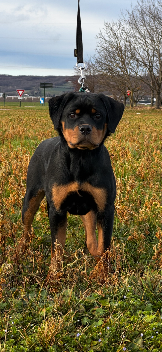 Angie La Tribu De Weiler