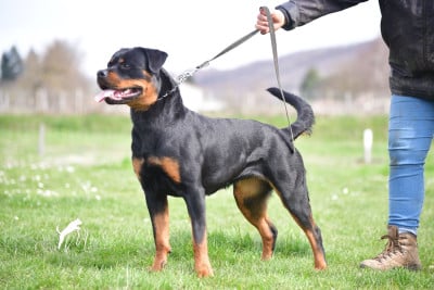 de la Tribu de Rottweil