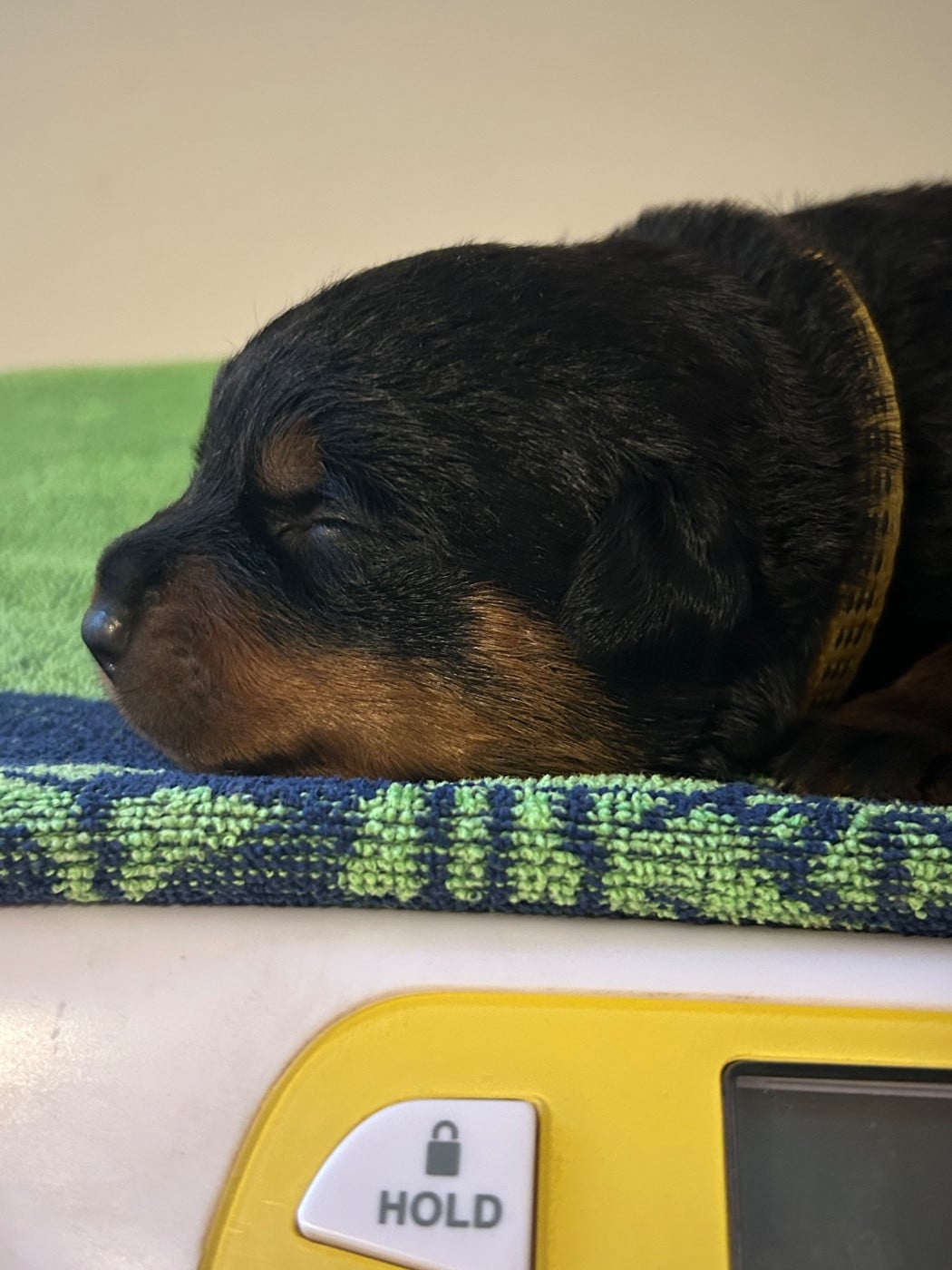 Rottweiler - de la Tribu de Rottweil