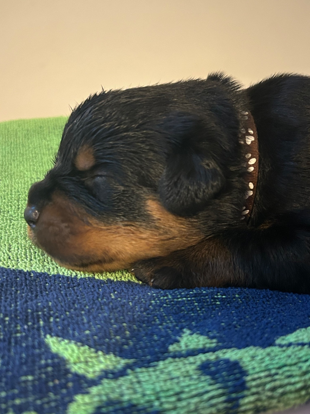 Male marron - Rottweiler