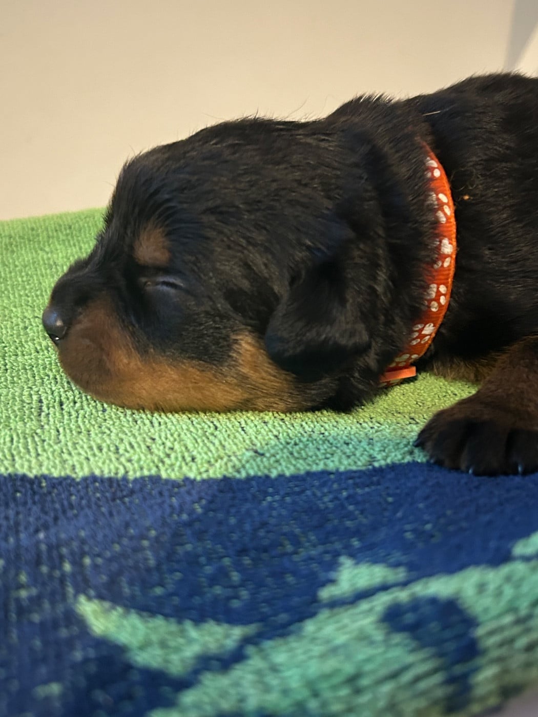 Femelle orange - Rottweiler