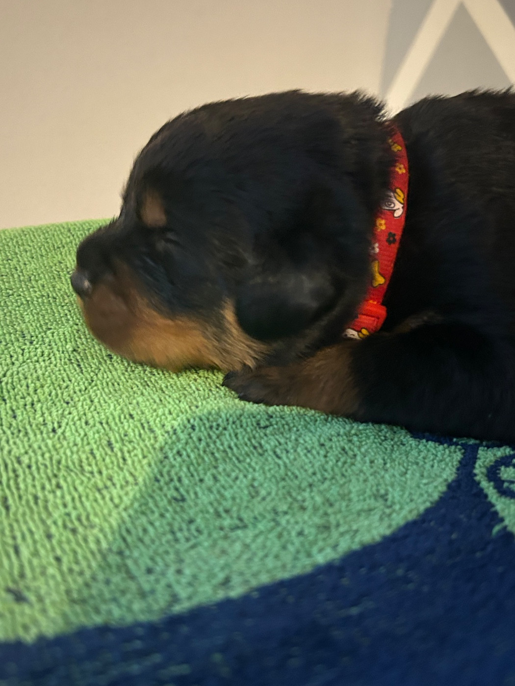 Male rouge - Rottweiler