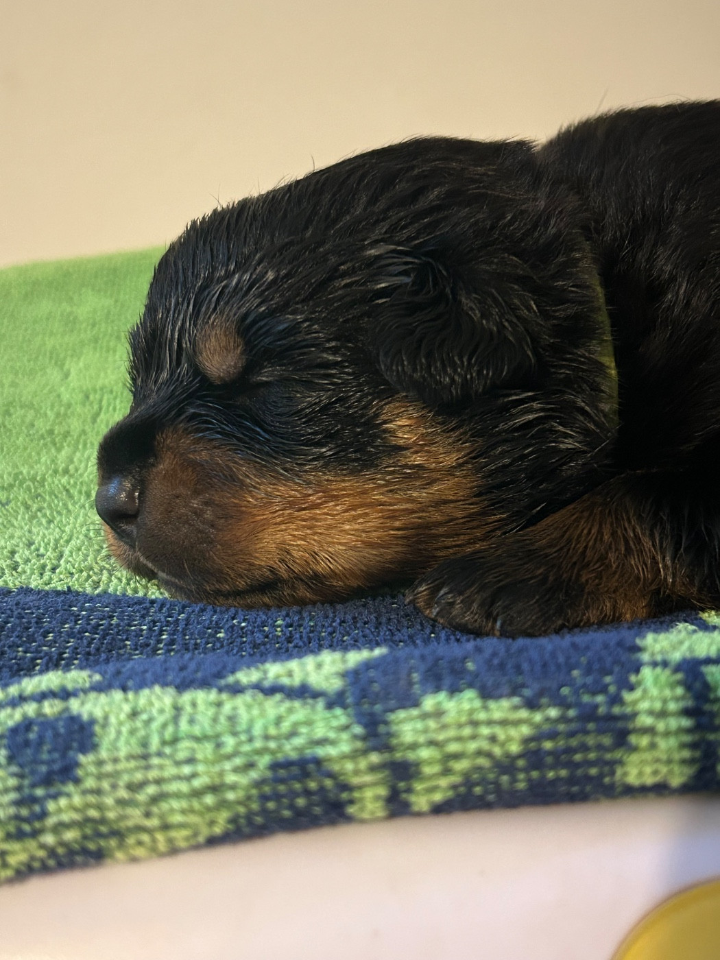 Femelle verte - Rottweiler