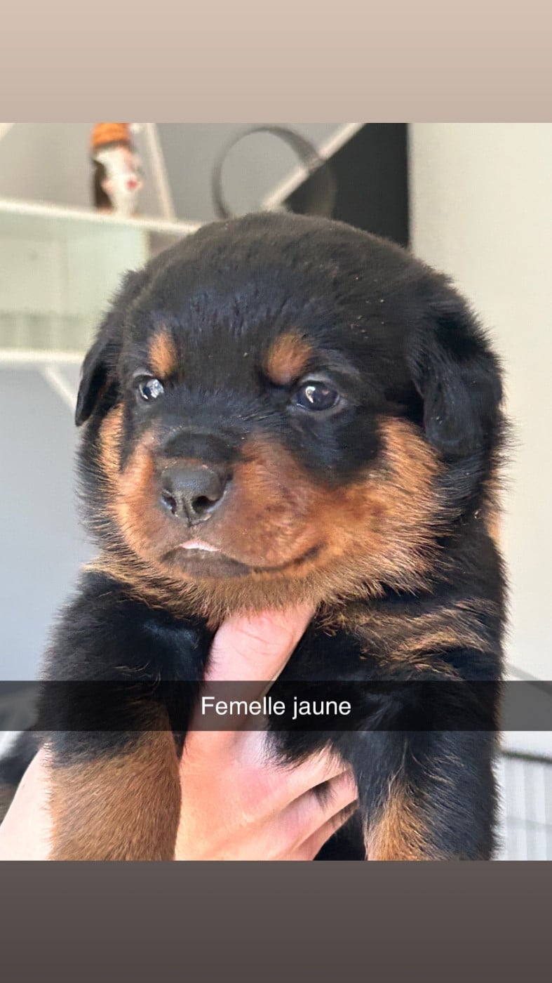 Rottweiler - de la Tribu de Rottweil