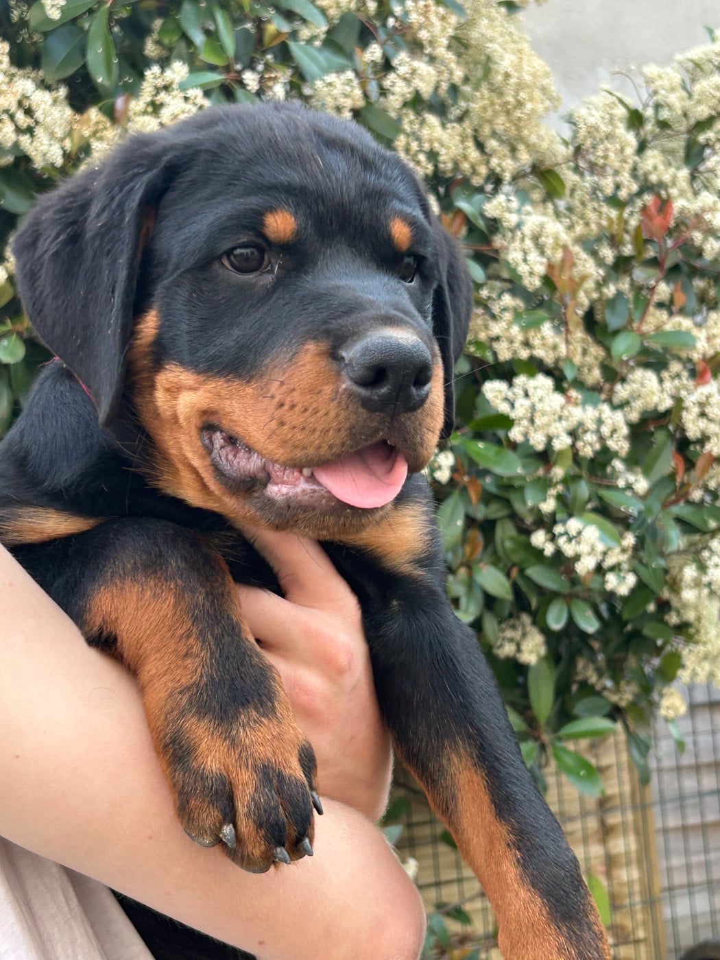 Rottweiler - de la Tribu de Rottweil