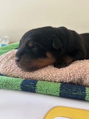 Les chiots de Rottweiler