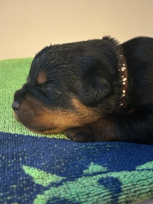 Les chiots de Rottweiler