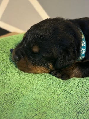 Les chiots de Rottweiler