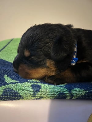 Les chiots de Rottweiler