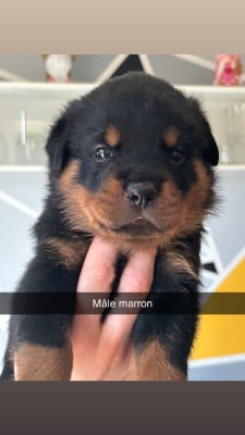 Les chiots de Rottweiler