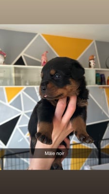 Les chiots de Rottweiler
