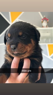 Les chiots de Rottweiler