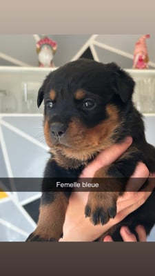 Les chiots de Rottweiler