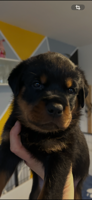 Les chiots de Rottweiler