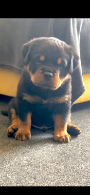 Les chiots de Rottweiler