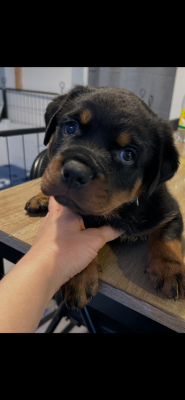 Les chiots de Rottweiler