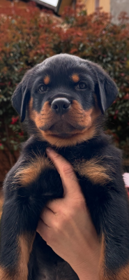 Les chiots de Rottweiler