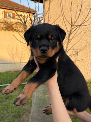 Les chiots de Rottweiler