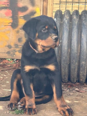 Les chiots de Rottweiler