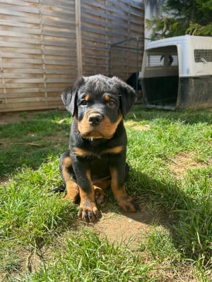Les chiots de Rottweiler