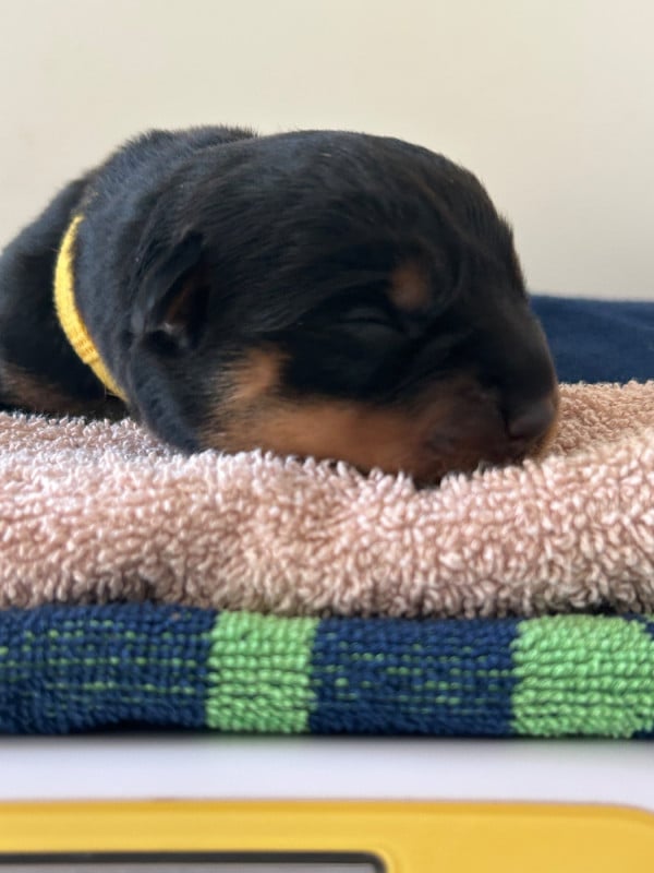 Rottweiler - de la Tribu de Rottweil