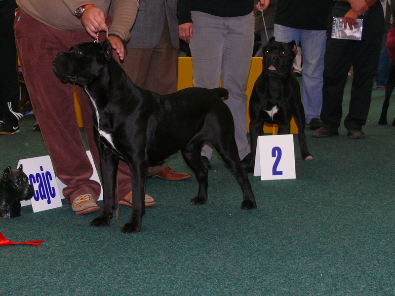 Publication : della Valle degli Orsi Ali Auteur : denis ali