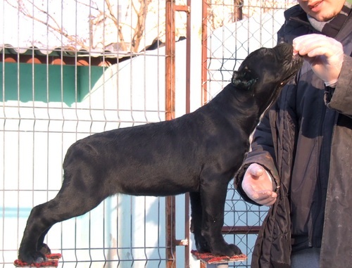 Publication : della Valle degli Orsi Ali Auteur : denis ali