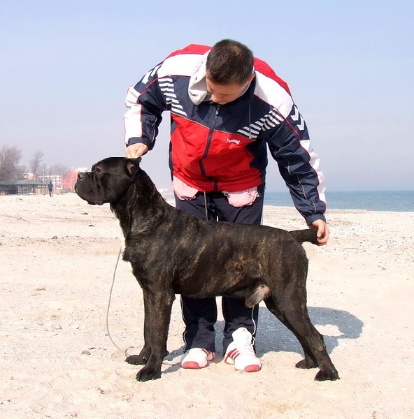 Publication : della Valle degli Orsi Ali