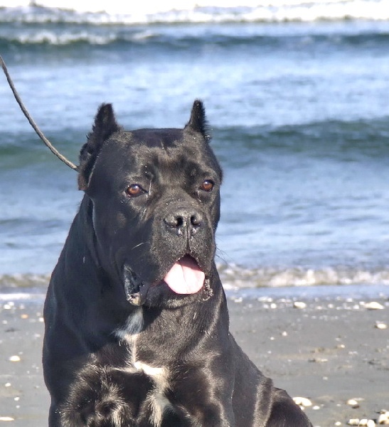 Publication : della Valle degli Orsi Ali Auteur : denis ali