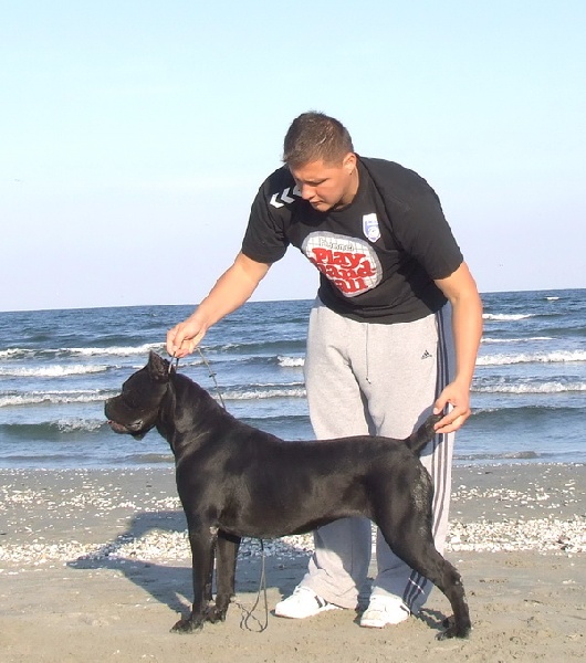 Publication : della Valle degli Orsi Ali Auteur : denis ali