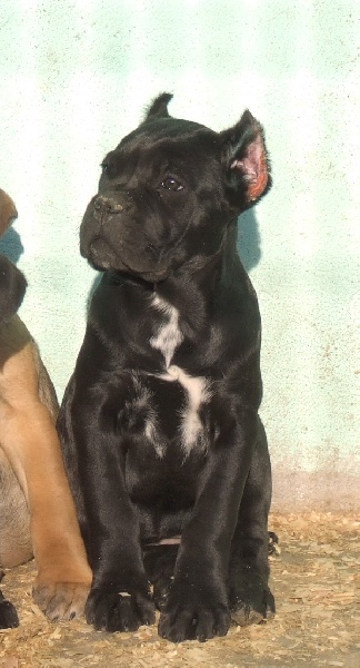 Publication : della Valle degli Orsi Ali Auteur : denis ali