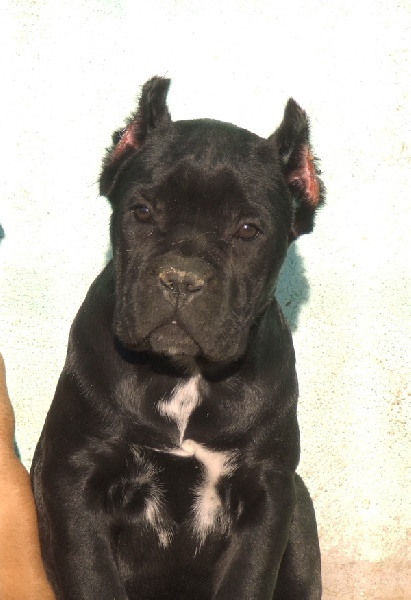 Publication : della Valle degli Orsi Ali Auteur : denis ali