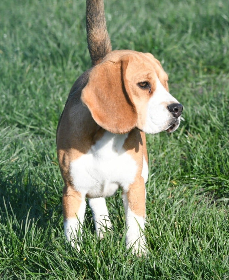 Volkane de la vallée du grand loup