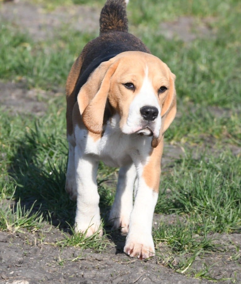 Aria de la vallée du grand loup