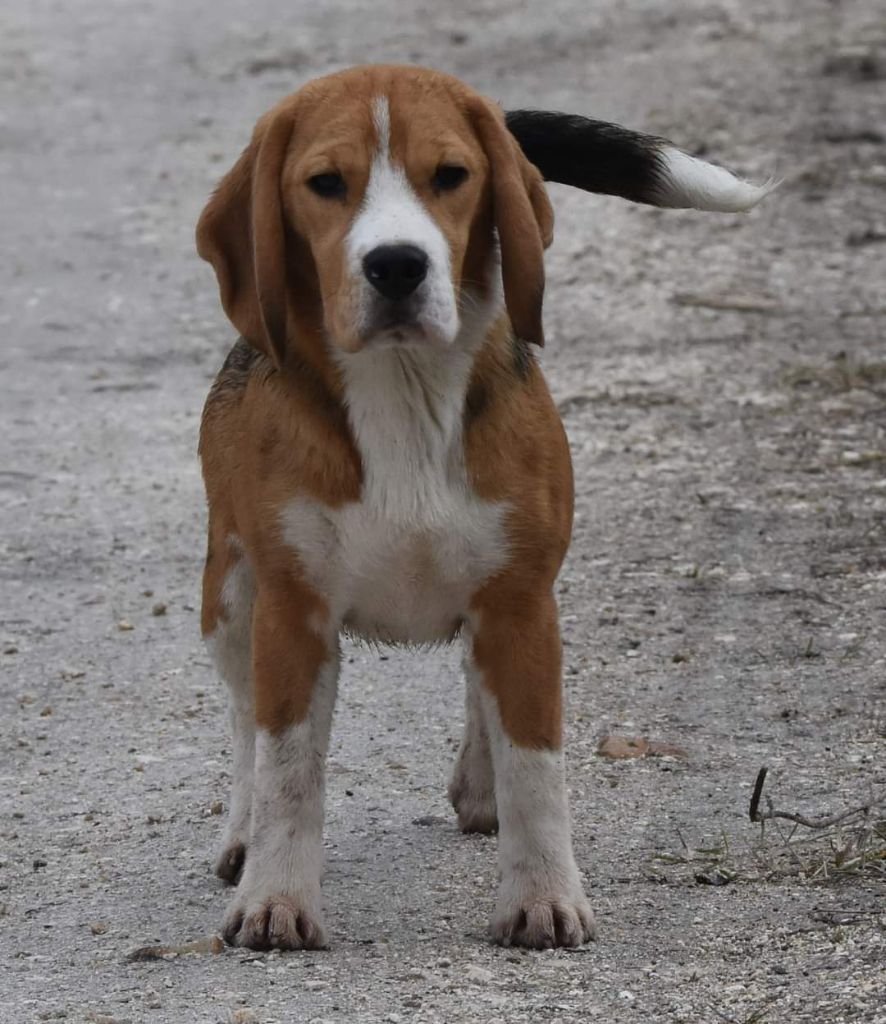 Publication : de la vallée du grand loup