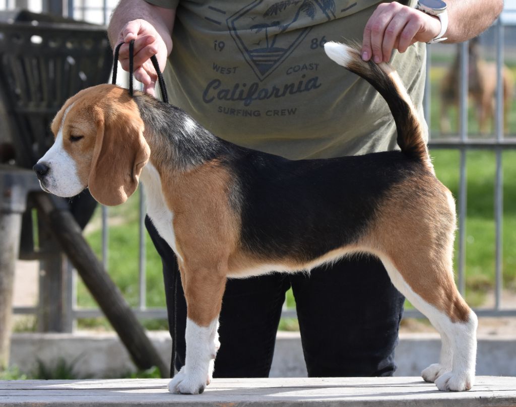 Publication : de la vallée du grand loup