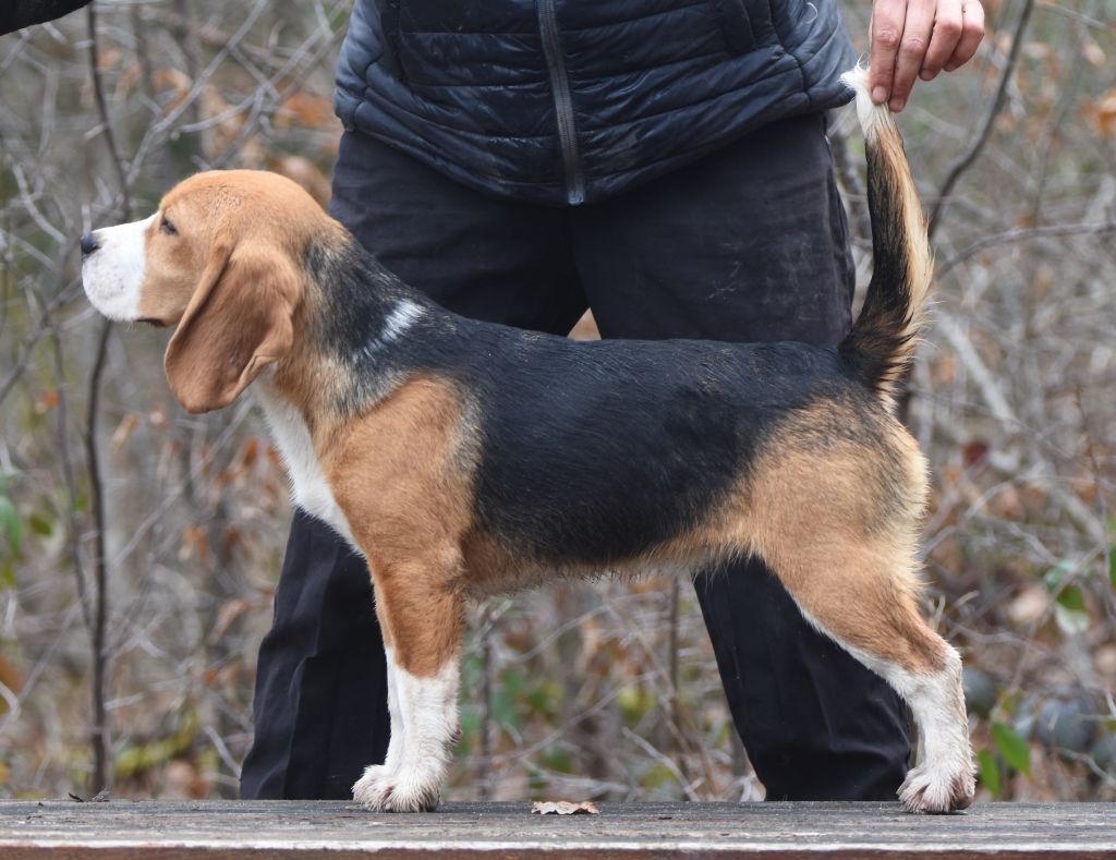 Publication : de la vallée du grand loup
