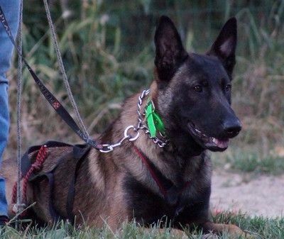 Photo - Elevage de la vallée du grand loup - eleveur de chiens Berger Belge