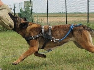 Publication : Du domaine de la Rosiere