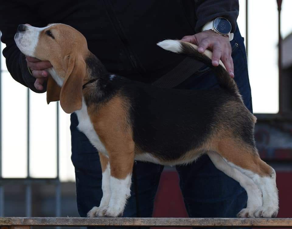 Publication : de la vallée du grand loup