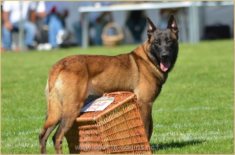 Photo - Elevage de la vallée du grand loup - eleveur de chiens Berger Belge