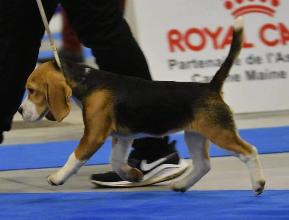 Publication : de la vallée du grand loup