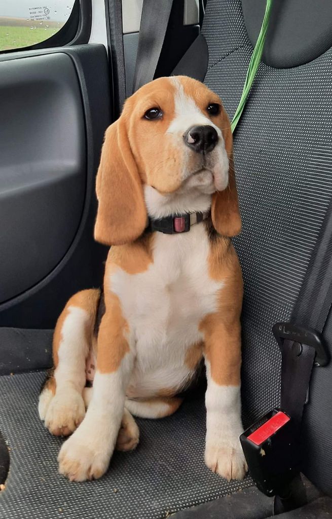 Publication : de la vallée du grand loup