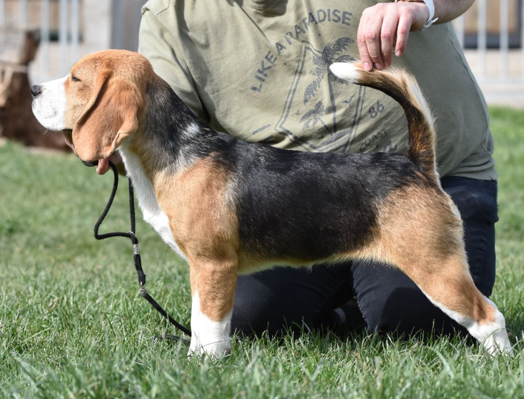 Publication : de la vallée du grand loup