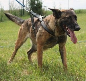 Publication : Du domaine de la Rosiere