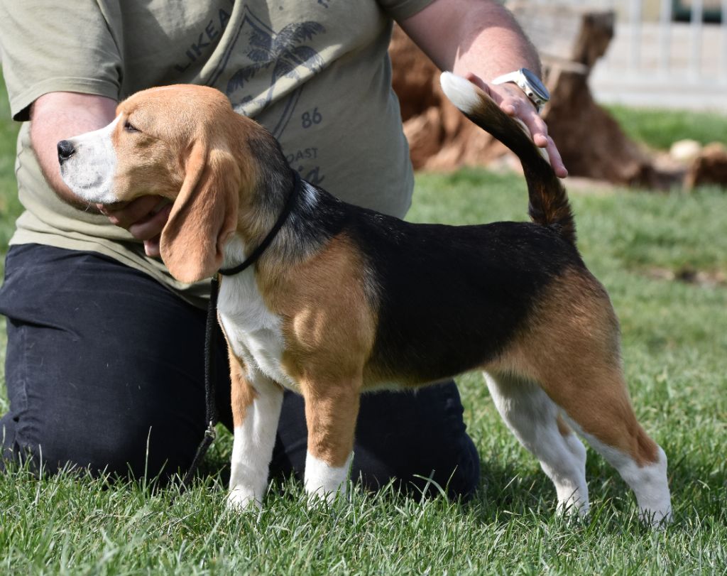 Publication : de la vallée du grand loup