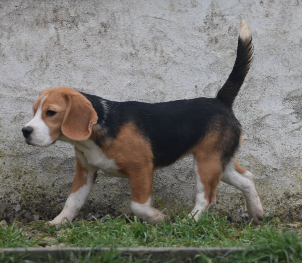 Publication : de la vallée du grand loup