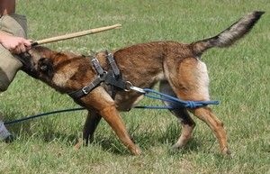 Publication : Du domaine de la Rosiere