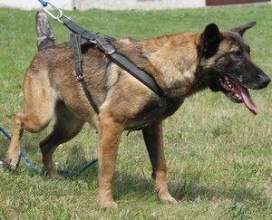 Publication : Du domaine de la Rosiere