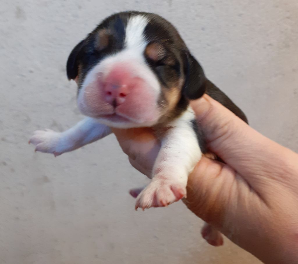 Accueil - Elevage de la vallée du grand loup - eleveur de chiens Beagle